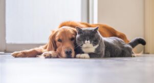 Signs Your Pet Is Stressed (That Owners Commonly Miss)
