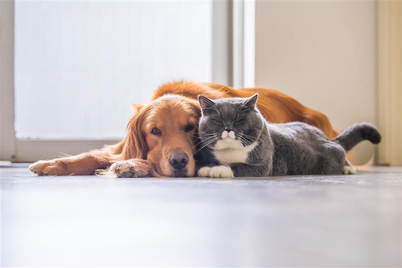 Signs Your Pet Is Stressed (That Owners Commonly Miss)