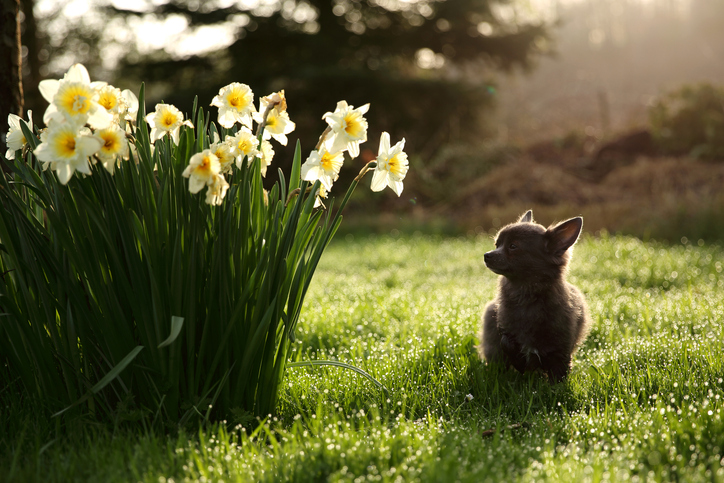 Chihuahua dog sitting in a garden by daffodils