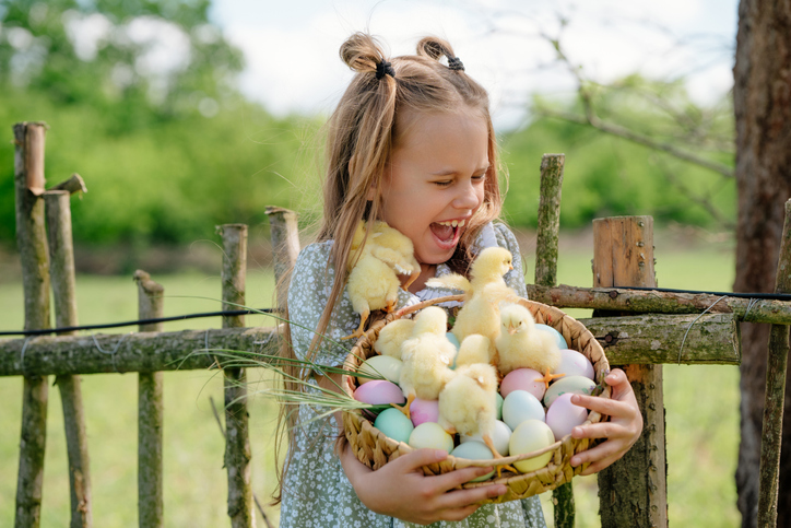 Shocked happy girl and Easter chicks. A surprised child finds baby chicks in an egg basket