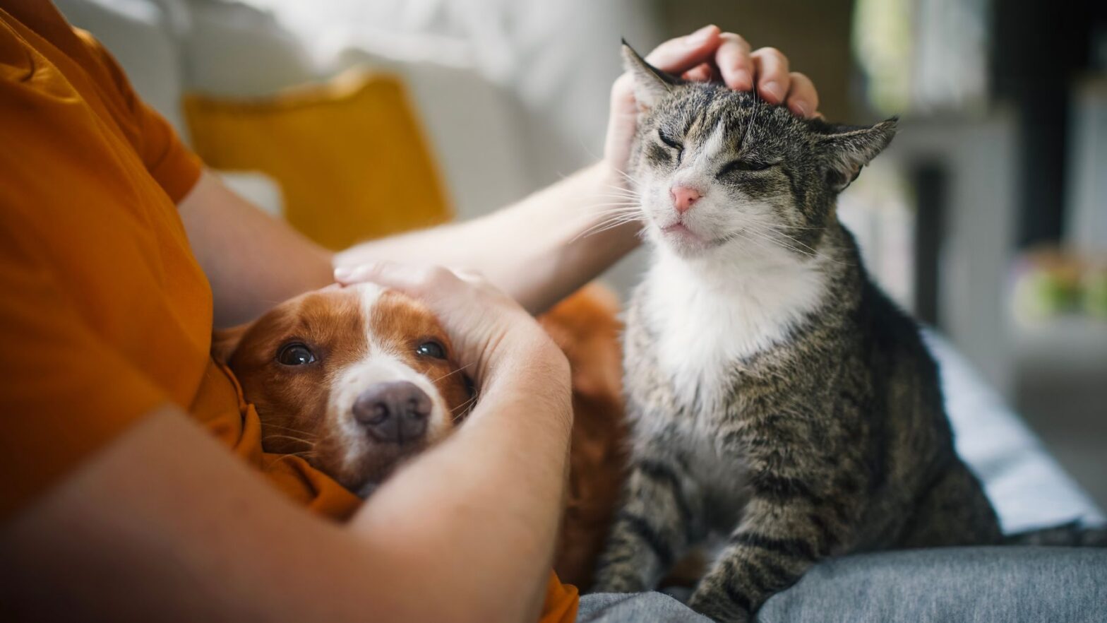 What the end of no-pet clauses means for renters