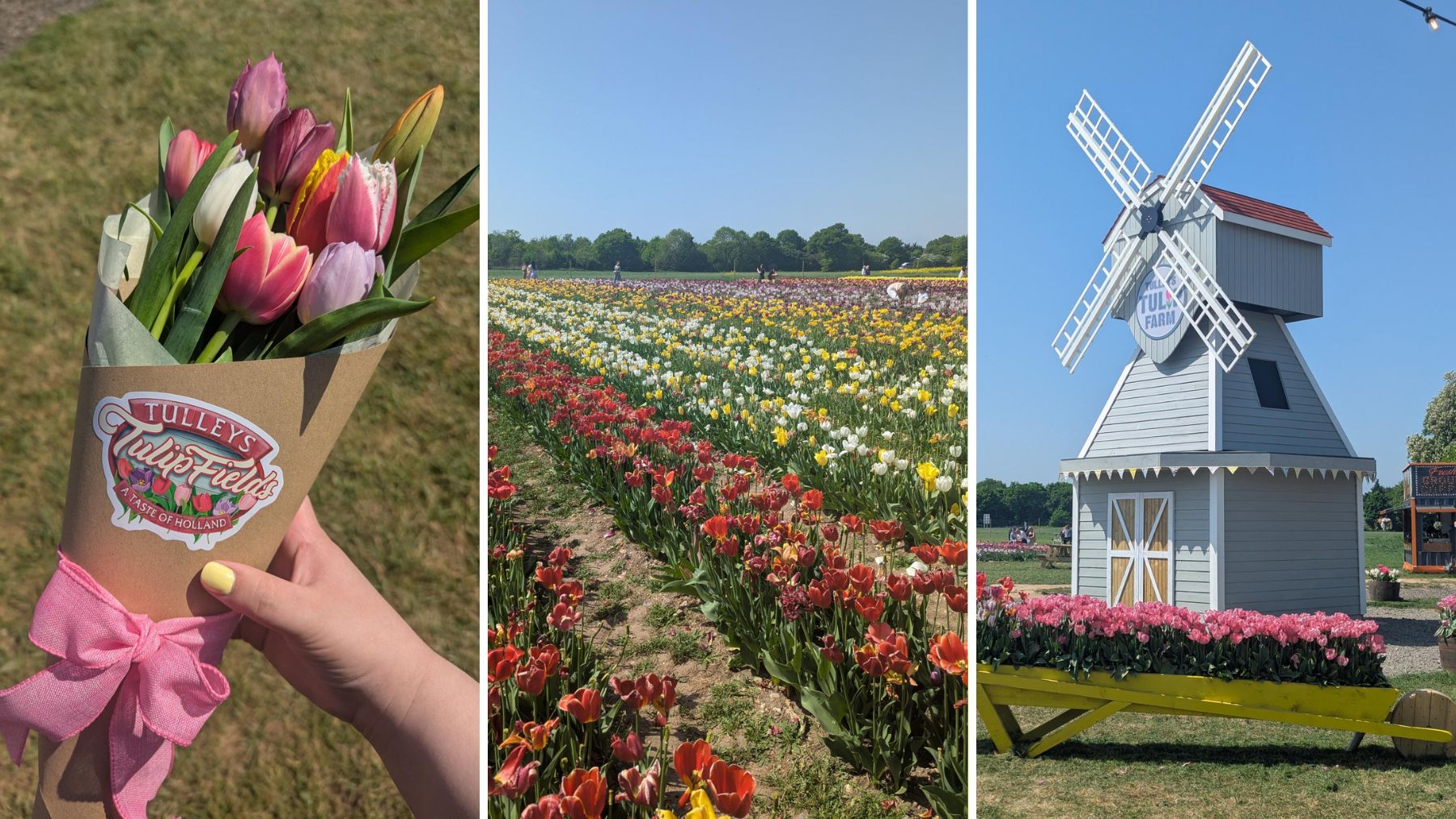 Tulleys tulip farm