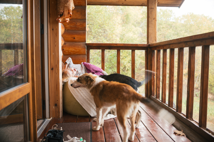 UK holiday ideas: pets