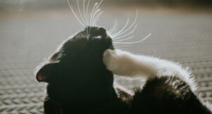 flea and tick season: tips to keep your pet safe