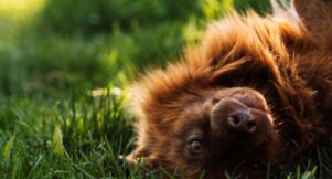 seasonal pet allergies